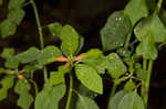 Mexican fireplant <BR>Painted-leaf